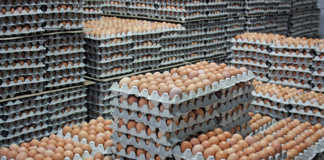 Egg price expected to rise 20% due to tight supplies