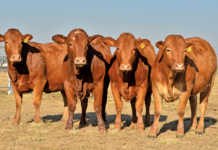 Better heifers, bigger profits