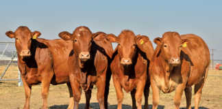 Better heifers, bigger profits