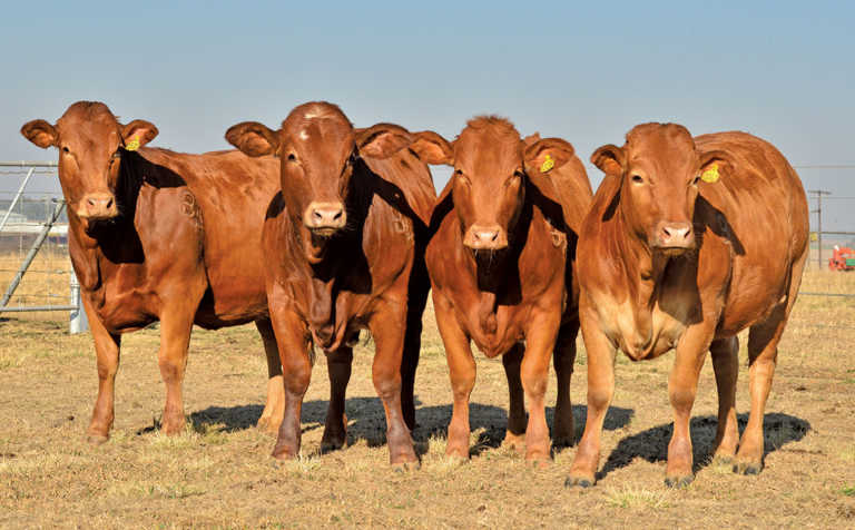 Better heifers, bigger profits