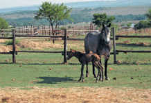 Treating horses that leak urine