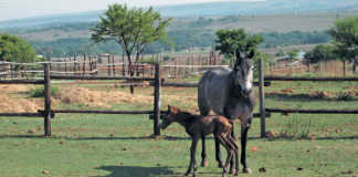 Treating horses that leak urine