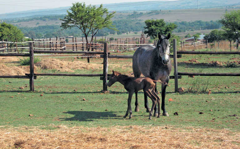 Treating horses that leak urine