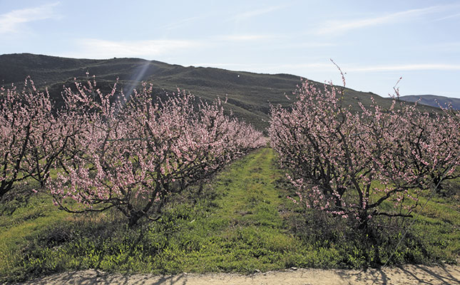 Mechanised fruit farming: increase profits and create jobs