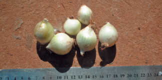 Producing onions out of season