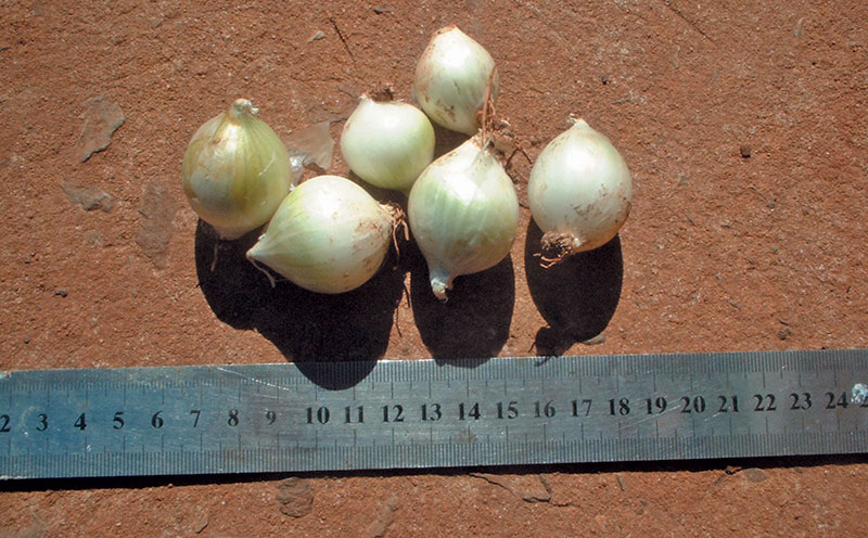 Producing onions out of season