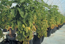 From novice farmer to successful tunnel producer
