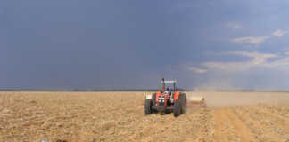 Follow-up rain urgently needed in western summer grain areas