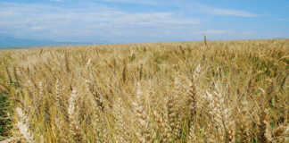 Australia launches National Agriculture Day