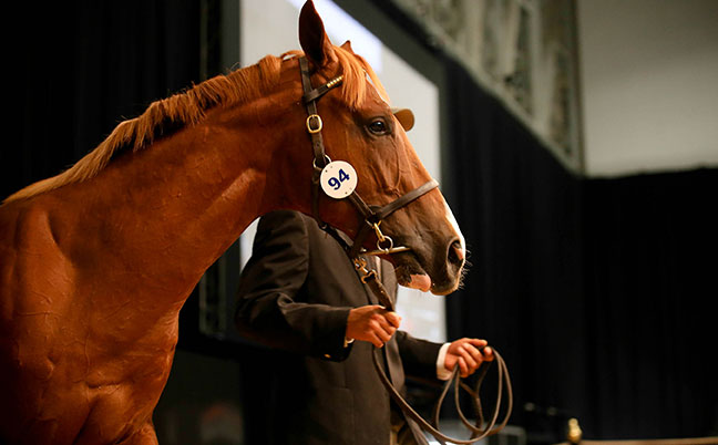 Frankel colt fetches R4 million at Cape Yearling Sales