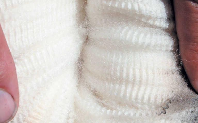 Wool market off to a good start Wool market off to a good start
