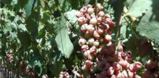 Vredendal table grapes volumes down due to December heatwave