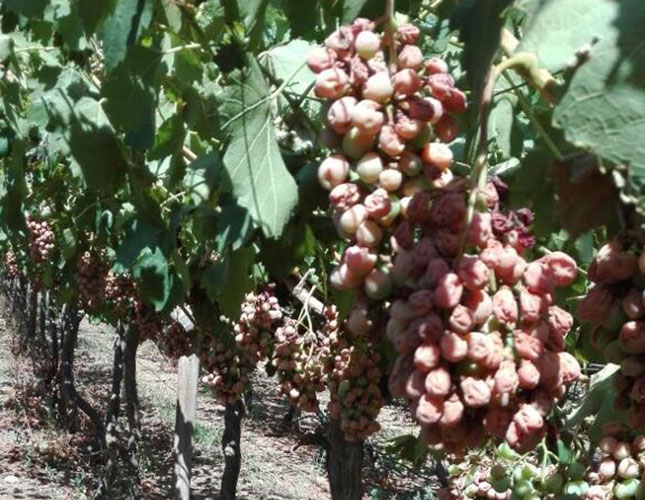 Vredendal table grapes volumes down due to December heatwave