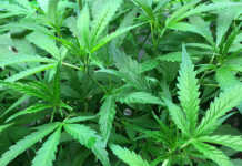 Australia aims to become top medicinal cannabis exporter