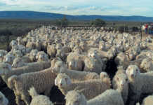 Never compromise on shearing shed hygiene