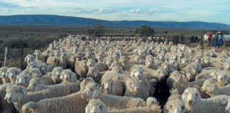 Never compromise on shearing shed hygiene