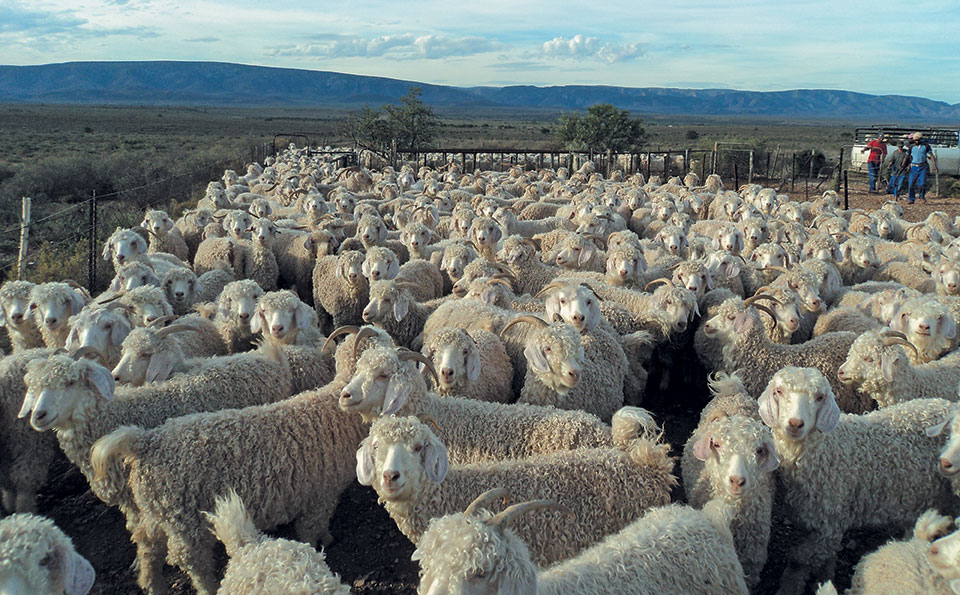Never compromise on shearing shed hygiene