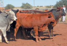 South Devons: hardy, fertile, and adapted to Africa