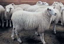 New Zealand’s new fatter, healthier, tastier Te Mana sheep