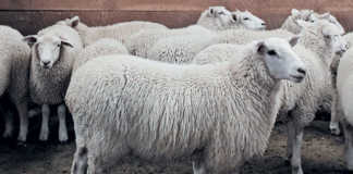 New Zealand’s new fatter, healthier, tastier Te Mana sheep