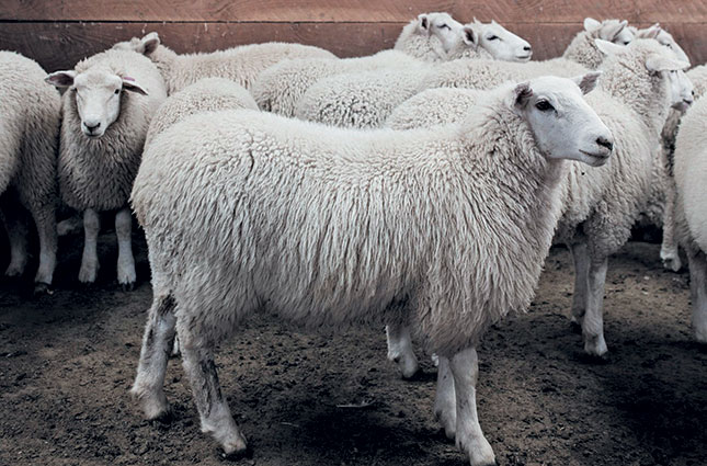 New Zealand’s new fatter, healthier, tastier Te Mana sheep
