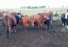 Artificial insemination: ideal for communal farmers
