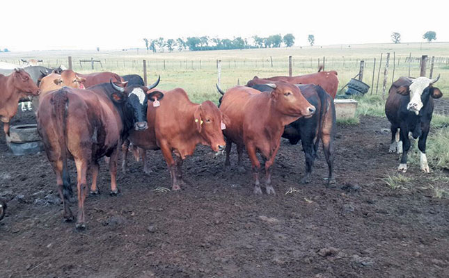 Artificial insemination: ideal for communal farmers Artificial insemination: ideal for communal farmers