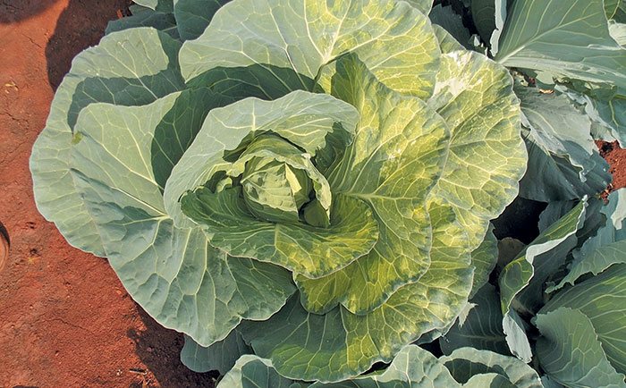 Understanding genetic chimera in a crop Understanding genetic chimera in a crop
