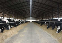 How to prevent gut problems in your dairy herd