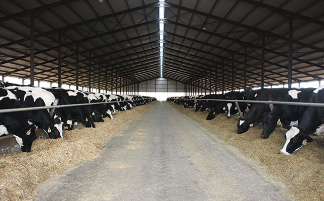 How to prevent gut problems in your dairy herd