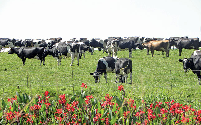 Milk price hits four-year high