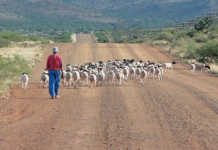 Seasoned farmer’s tips on keeping livestock in shape