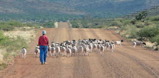 Seasoned farmer’s tips on keeping livestock in shape