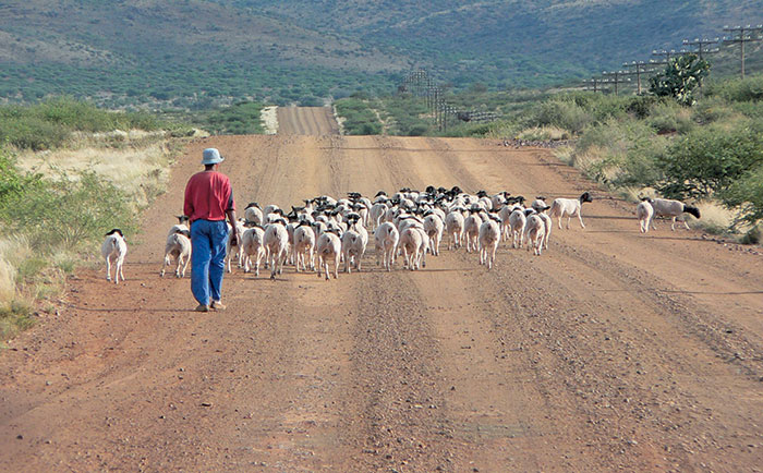 Seasoned farmer’s tips on keeping livestock in shape Seasoned farmer’s tips on keeping livestock in shape
