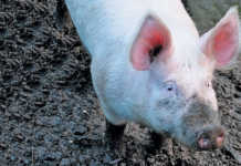 African swine fever claims thousands of pigs in Zambia