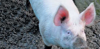 African swine fever claims thousands of pigs in Zambia