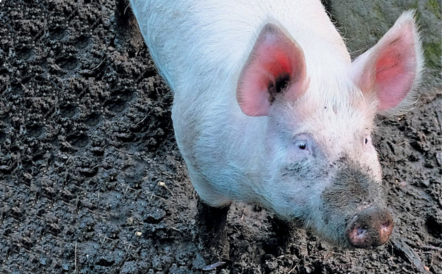 African swine fever claims thousands of pigs in Zambia African swine fever claims thousands of pigs in Zambia