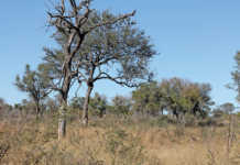 New greening incentives for UK farmers