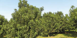 Potential market boost for macadamia farmers