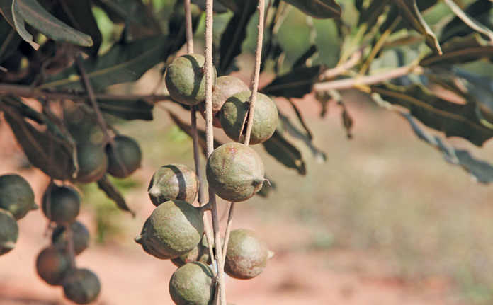 Macadamia Fertilisation An Expert Guide For Sa Growers