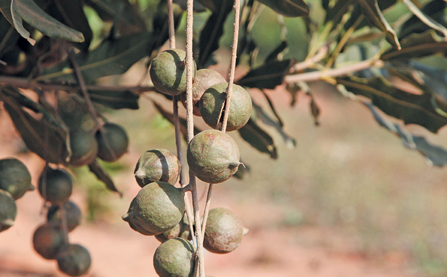 Macadamia fertilisation: an expert guide for SA growers