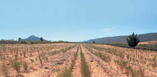 Rooibos: good production management key to higher yields