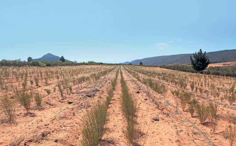 Rooibos: good production management key to higher yields Rooibos: good production management key to higher yields