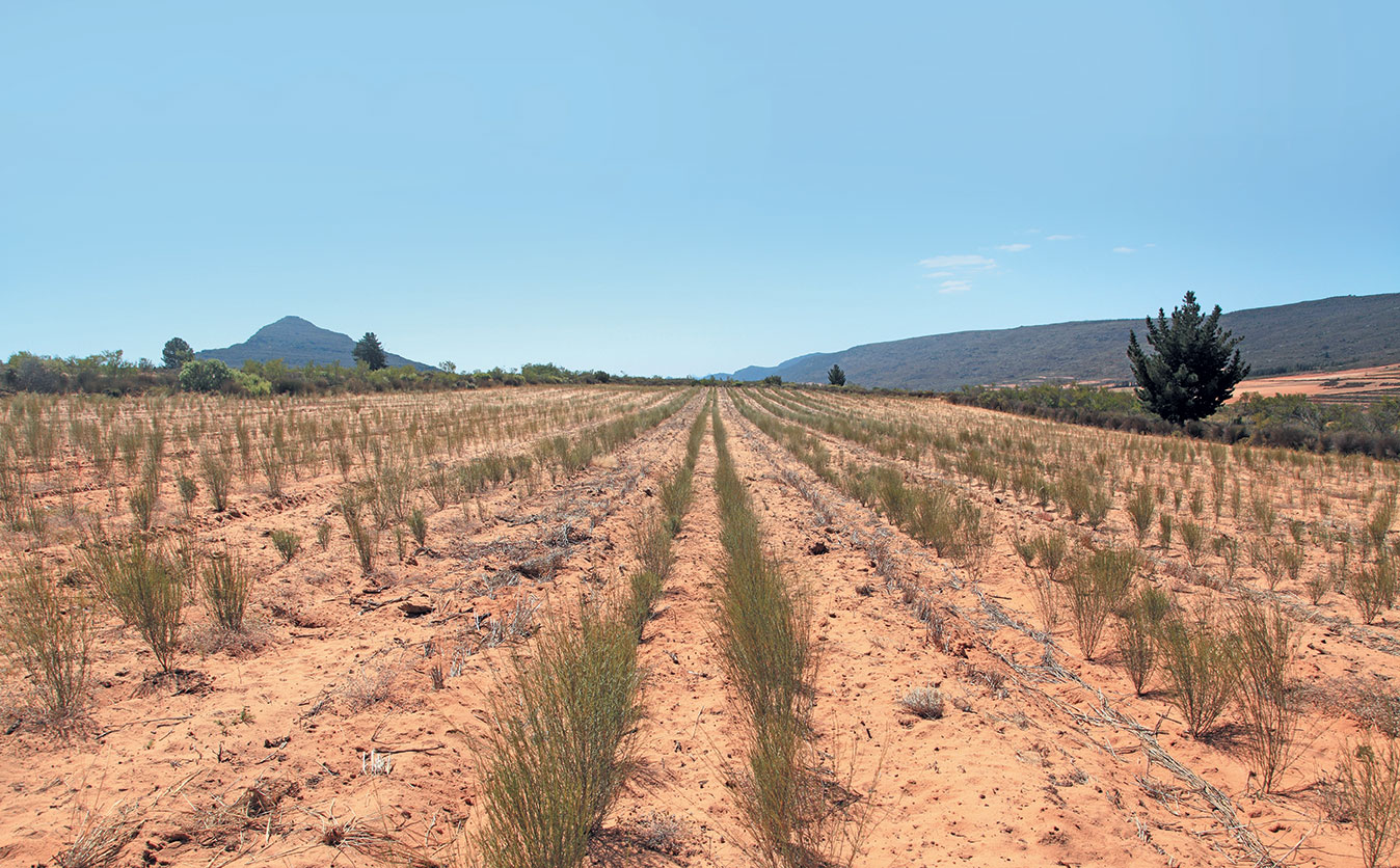 Rooibos: good production management key to higher yields
