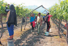 Table grapes: how to speed up production in new vines