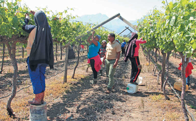 Table grapes: how to speed up production in new vines Table grapes: how to speed up production in new vines