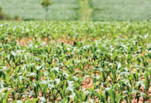 Zimbabwe’s maize crops under threat