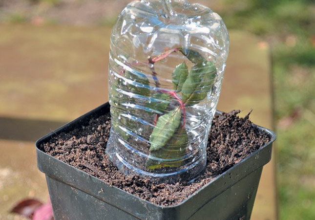 Cutting propagation made easy! Cutting propagation made easy!