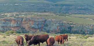 Better veld management a boon for livestock farmers