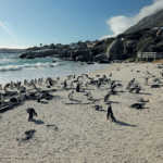 Boulders-Penguin-Colony